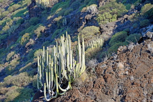 Wolfsmilch Gew&auml;chs euphorbia canariensis