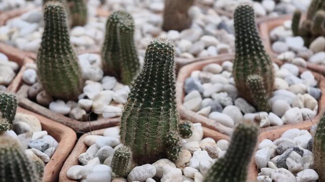 Close-up of the cacti with spines in a pot filled with small rocks
