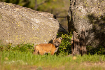 A curious red fox kit leaves the den and explores its surroundings