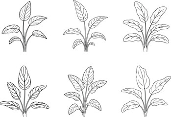 Set of Minimalist hand drawn tropical plant outline illustration vector