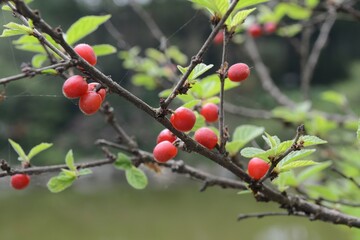 Bright red cherry-like fruits of Prunus tomentosa measuring 1.5–2 cm, ripening in midsummer on glossy brown stems. Photographed in Korea.