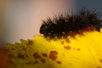 A black, fluffy, hairy caterpillar on a bright yellow leaf on a sunny autumn day.