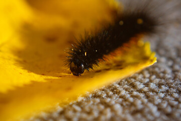 A black, fluffy, hairy caterpillar on a bright yellow leaf on a sunny autumn day.