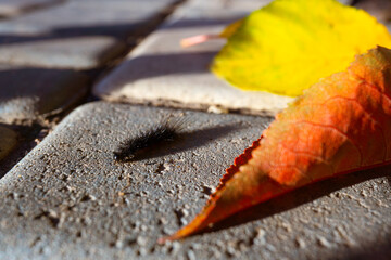 A black, fluffy, hairy caterpillar on a bright yellow leaf on a sunny autumn day.