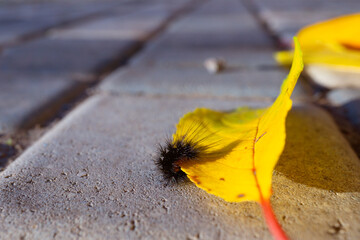 A black, fluffy, hairy caterpillar on a bright yellow leaf on a sunny autumn day.