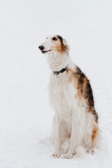 Russian greyhound sitting on snow, black and white and red borzoi dog, breed for hunting, dogwalking concept, vertical photo