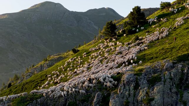 Huge flock of sheep moving across a steep, grassy mountainside during transhumance. Shepherd and dog leading the herd in the pyrenees