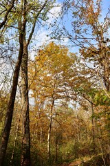 Fototapeta premium The tall autumn tree in the forest.