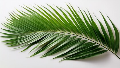 Obraz premium Green Palm Frond On White Background