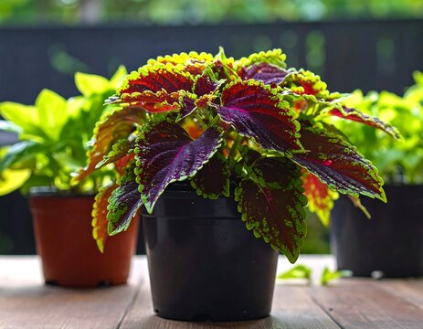 Colorful coleus plant in a pot with vibrant red, green, and purple leaves displayed on a wooden surface