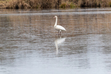 Mute swan Cygnus olor stands on a frozen pond with a faint reflection. Quiet winter wetland scene with soft tones and wide copy space.