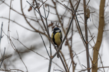 Fototapeta premium Great tit Parus major clings to slender twigs in a leafless tree. Muted background and soft focus emphasize the birds yellow breast.