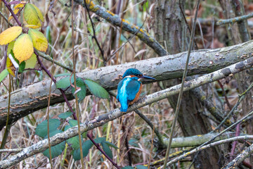 Common kingfisher Alcedo atthis perched on a branch in dense riverside brush. Bright blue and orange plumage stands out in an autumn woodland.