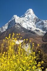 Fototapeta premium Mount Ama Dablam yellow flowers Nepal Himalaya mountain