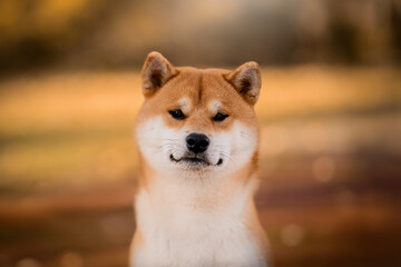 Beautiful, funny and happy red shiba inu dog sitting in autumn time. Cute Japanese dog posing at sunset.