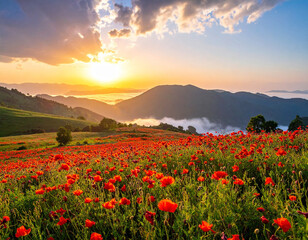 Poppy blooms showcase a vibrant landscape at sunset in a serene valley filled with natural beauty