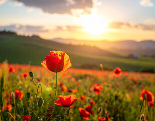 Poppy blooms in a sunny landscape showcasing natural beauty and vibrant harmony in the golden hour