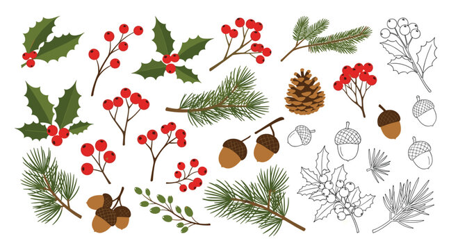 Collection of christmas floral elements including holly pine branches acorns and berries in both color and line art styles.