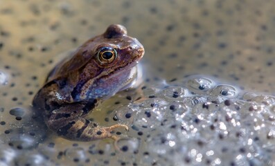 European Common brown Frog Rana temporaria with eggs