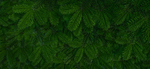 Green fir tree branches background