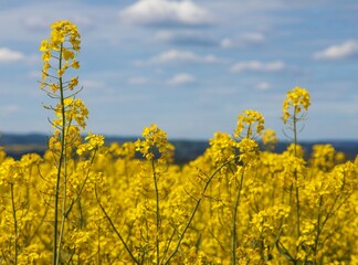 Rapeseed flower canola colza Brassica Napus yellow