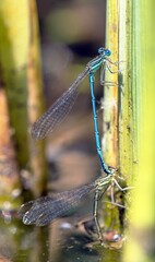 Blue dragonfly damselfly Enallagma cyathigerum