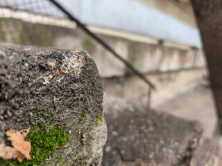 Close view of moss growing on a damaged concrete block with soft background blur showing urban stair railing and muted colors of a cold late autumn environment