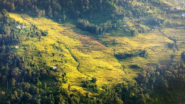 rice or paddy fields in Nepal Himalaya mountain - Powered by Adobe