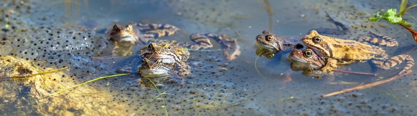 European Common brown Frog Rana temporaria group eggs