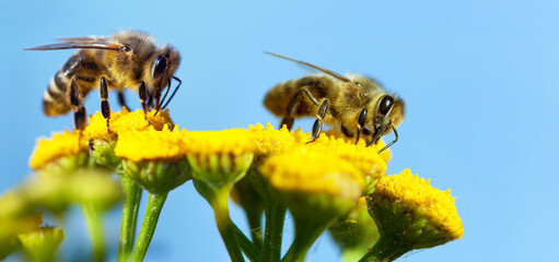 bee or honeybee in latin Apis Mellifera two on flower