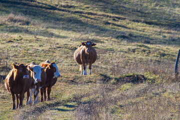 Autumn colors along the Transapusena in Romania
