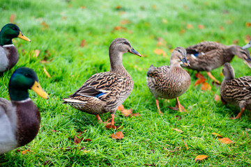 Drakes look after ducks on a walk