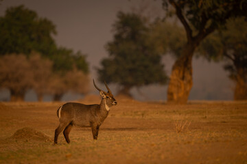 Male common waterbuck stands on grassy plain