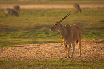Obraz premium Male common eland on sand near zebras