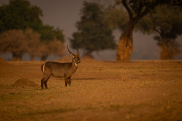 Male common waterbuck stands near old trees