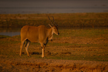 Male common eland stands on sunny riverbank
