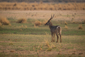 Male common waterbuck standing on grassy plain