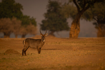 Male common waterbuck stands in grassy clearing