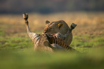 Obraz premium Lioness stands chewing zebra kill on grass