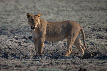 Lioness in dry pan stands turning head