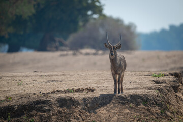 Male common waterbuck stands on dry riverbank