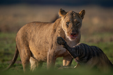 Obraz premium Lioness stands licking lips with zebra carcase