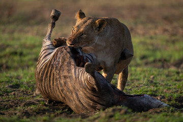 Obraz premium Lioness stands gnawing zebra carcase in sunshine