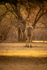 Male common eland stands looking toward camera