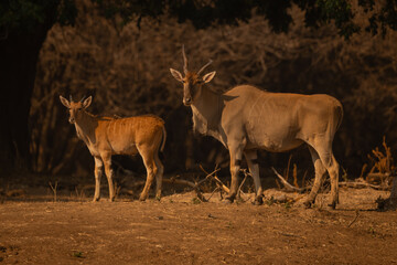 Male common elands stand together near trees