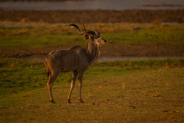 Male greater kudu stands in golden light