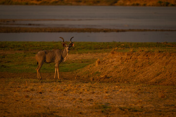 Male greater kudu stands by shallow river