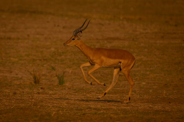 Male impala galloping across plain in sunlight