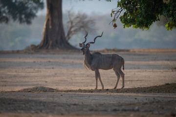Male greater kudu stands under low-hanging branch