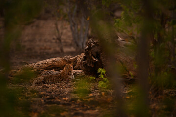 Male leopard lies framed by leafy bushes